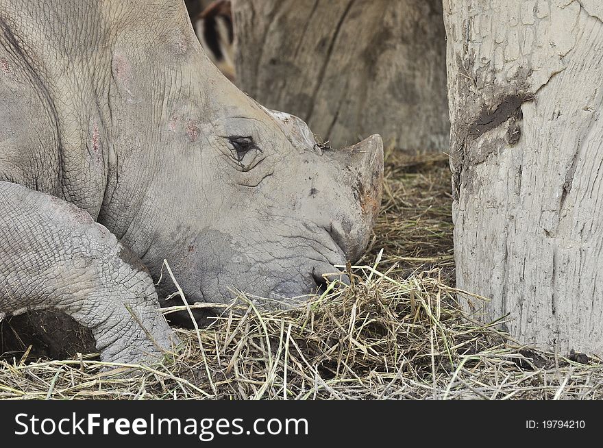 Rhinoceros eating dry straw