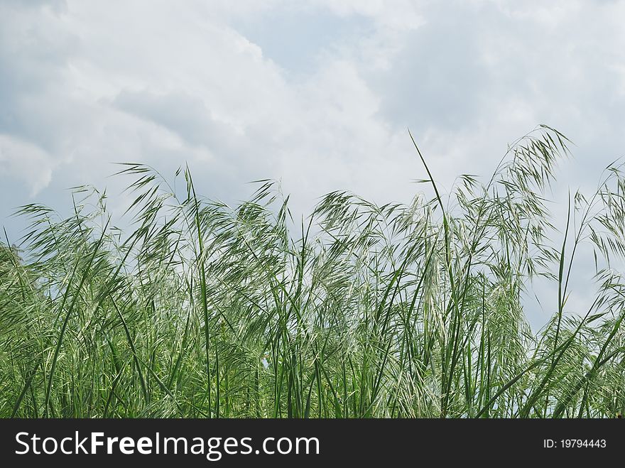 The image is made in overcast day. In the foreground one can see the ears of high grass swinging under the wind. The grass is against overcast sky. This image is suitable for background. The image is made in overcast day. In the foreground one can see the ears of high grass swinging under the wind. The grass is against overcast sky. This image is suitable for background