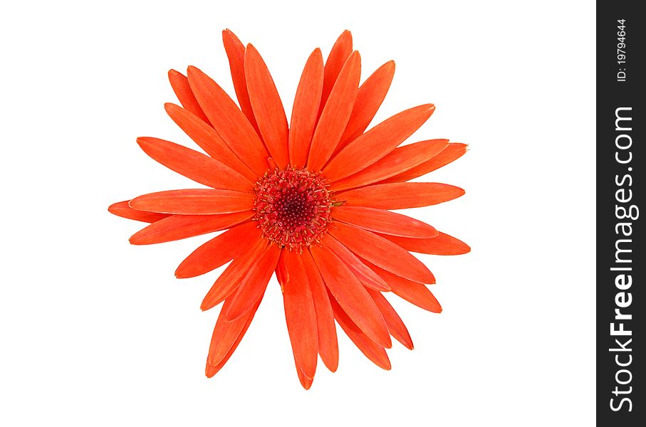 A finest orange gerbera isolated white. A finest orange gerbera isolated white