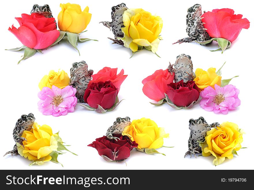 Frogs on the colorful flowers roses on a white background isolated. Frogs on the colorful flowers roses on a white background isolated