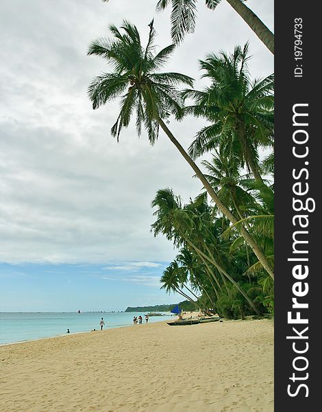 Palm Trees On A Tropical Beach