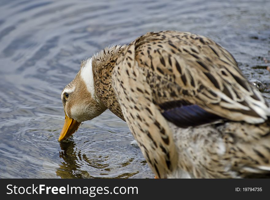 Light brown, black duck drinks water