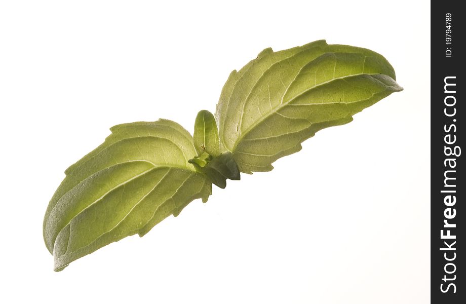 Two green basil leaves isolated over white