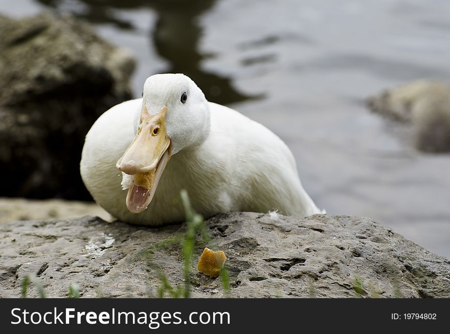 White duck eats a piece of bread open mouth. White duck eats a piece of bread open mouth