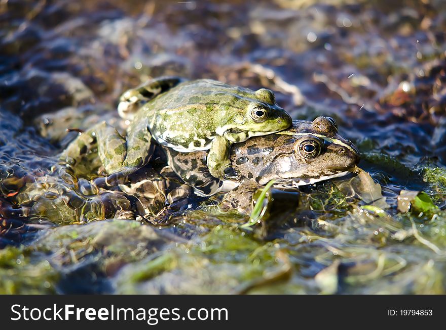 Two frogs on river, rocks water ..