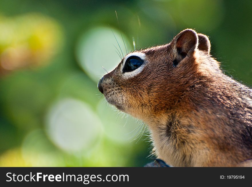 Close up of a Golden Mantled Ground Squirrel from the rocky mountains