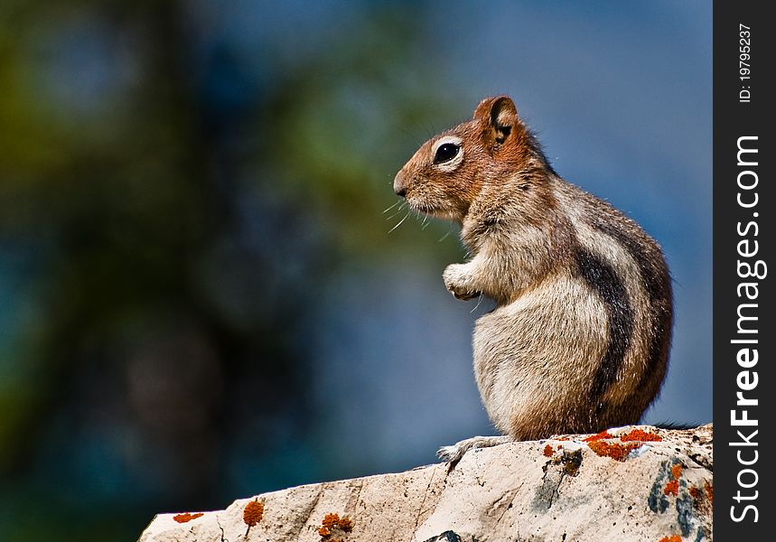Golden Mantled Ground Squirrel sitting on a rock