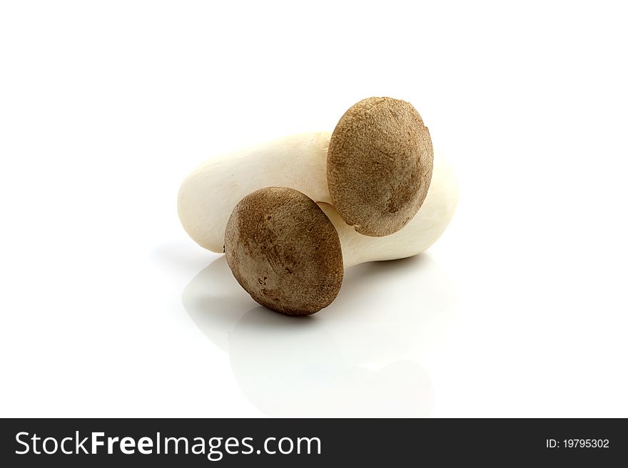 Eryngii mushroom isolated in white background thank for your support