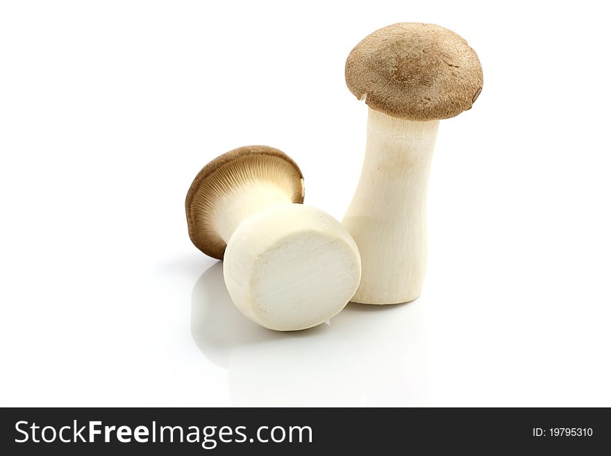 Eryngii mushroom isolated in white background thank for your support