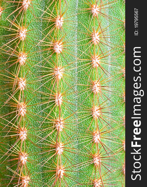 A cactus texture with vertical line