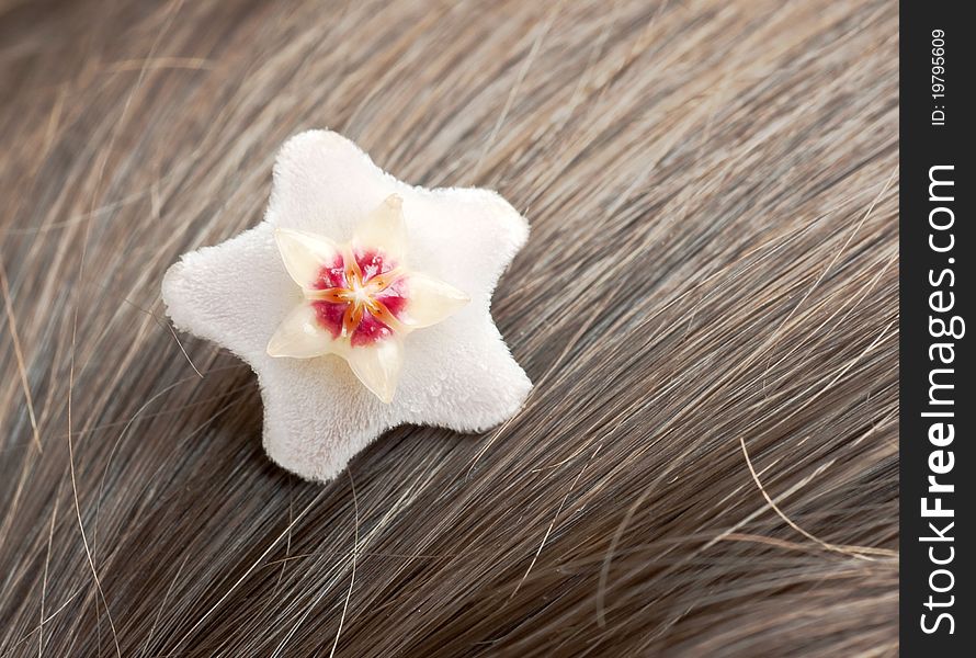 A wax plant flower and hair