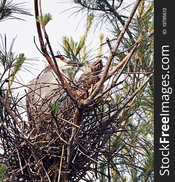 A Black-crowned Night Heron nesting with young.Lancaster County,Pennsylvania,USA.