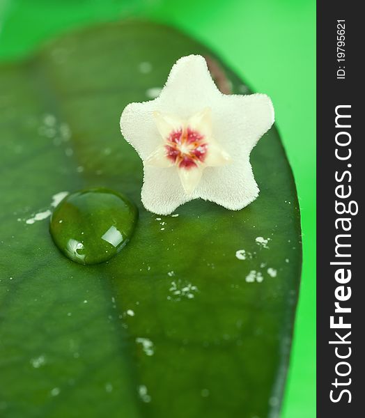 A wax plant flower and drop