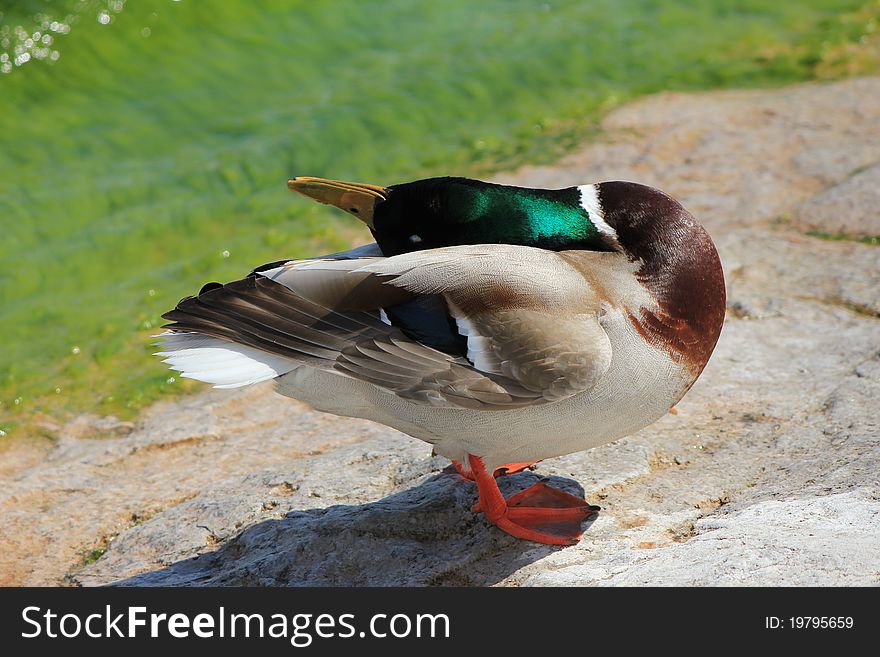 Duck colvert and lake blue