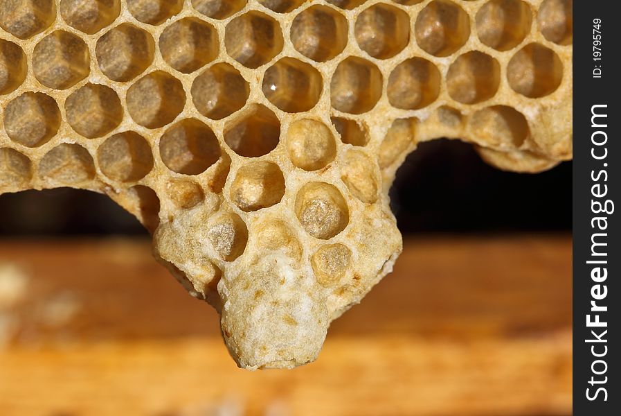 For the maturation of future mistress of colony bees create a cocoon. Material is wax. For the maturation of future mistress of colony bees create a cocoon. Material is wax.