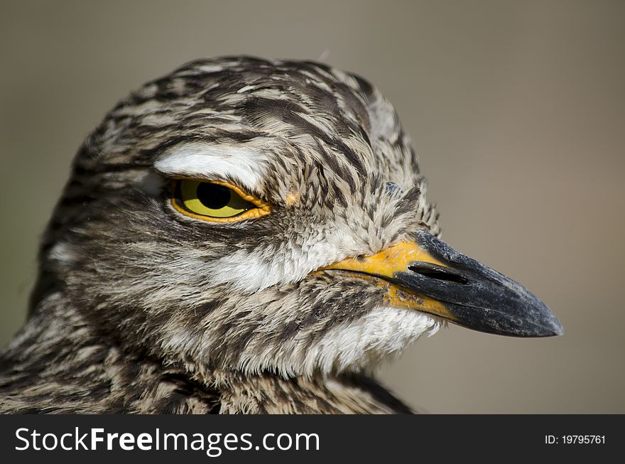 The Spotted Thick-knee, Burhinis capensis, is also known as the Spotted Dikkop and Cape Thick-knee, and is a stone curlew in the family Burhinidae.