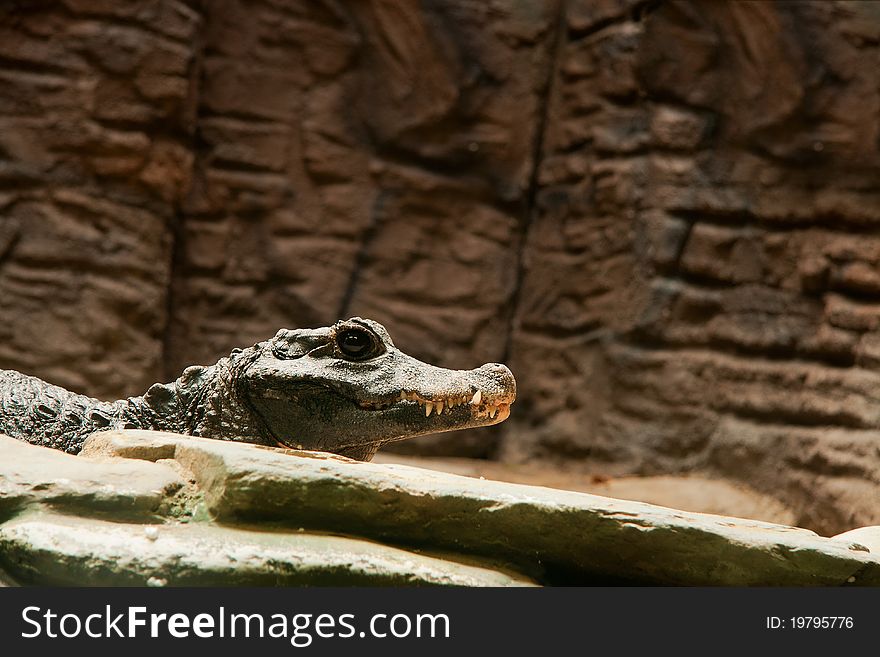 Crocodile (Osteolaemus tetraspis) look at the camera