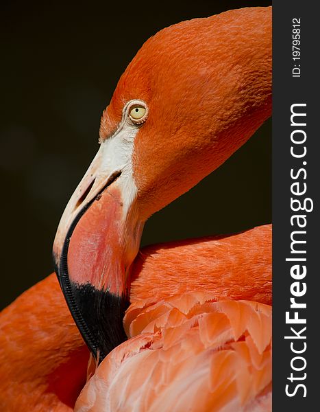 Caribbean Flamingo, also known as the American Flamingo, Phoenicopterus ruber, is a bird that occurs in North America. Caribbean Flamingo, also known as the American Flamingo, Phoenicopterus ruber, is a bird that occurs in North America