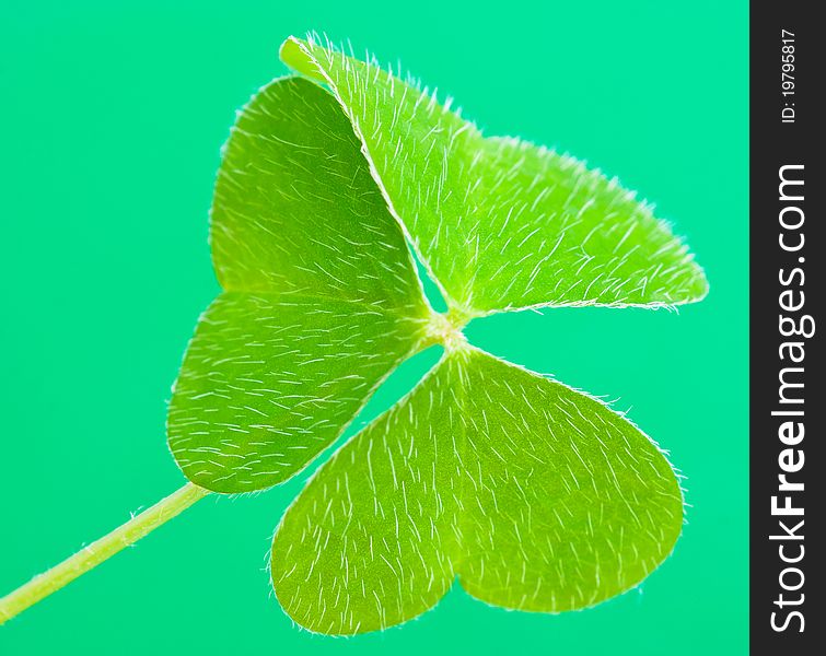 A clover, isolated on green