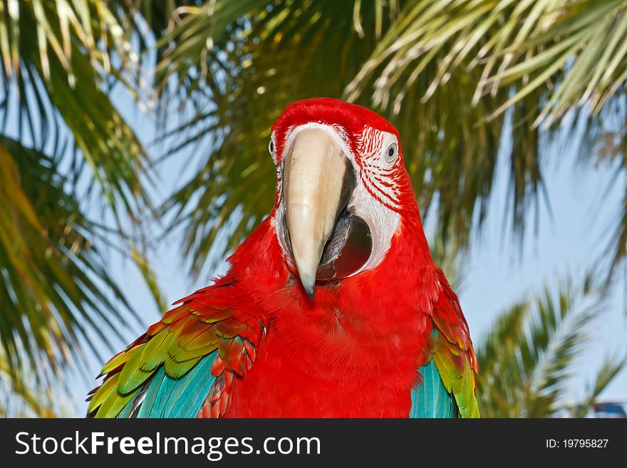 Big Beautiful Colorful Macaws