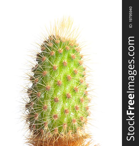 A cactus, isolated on white