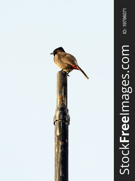 Red-whiskered Bulbul (Pycnonotus jocosus) is a passerine bird found in Asia. It is a member of the bulbul family. It is a resident frugivore found mainly in tropical Asia. It has been introduced in many tropical areas of the world where populations have established themselves. It feeds on fruits and small insects and they conspicuously perch on trees and their calls are a loud three or four note call. The distinctive crest and the red-vent and whiskers makes them easy to identify. They are very common in hill forests and urban gardens within its range.