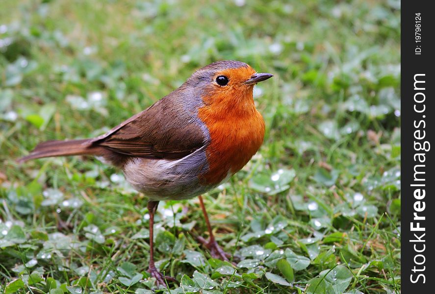 Young European or English Robin standing on a lawn (Erithacus Rubecula). Young European or English Robin standing on a lawn (Erithacus Rubecula)