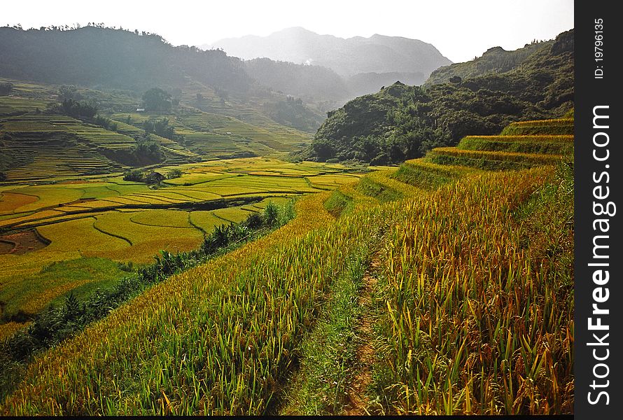 Rice Terraces in Sapa, Vietnam. Rice Terraces in Sapa, Vietnam