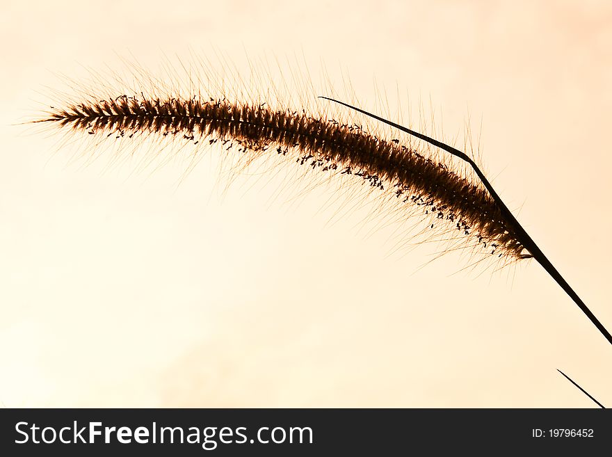 Grass blossom against sunset background