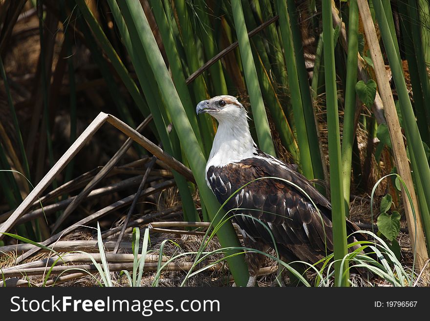 African fish eagle