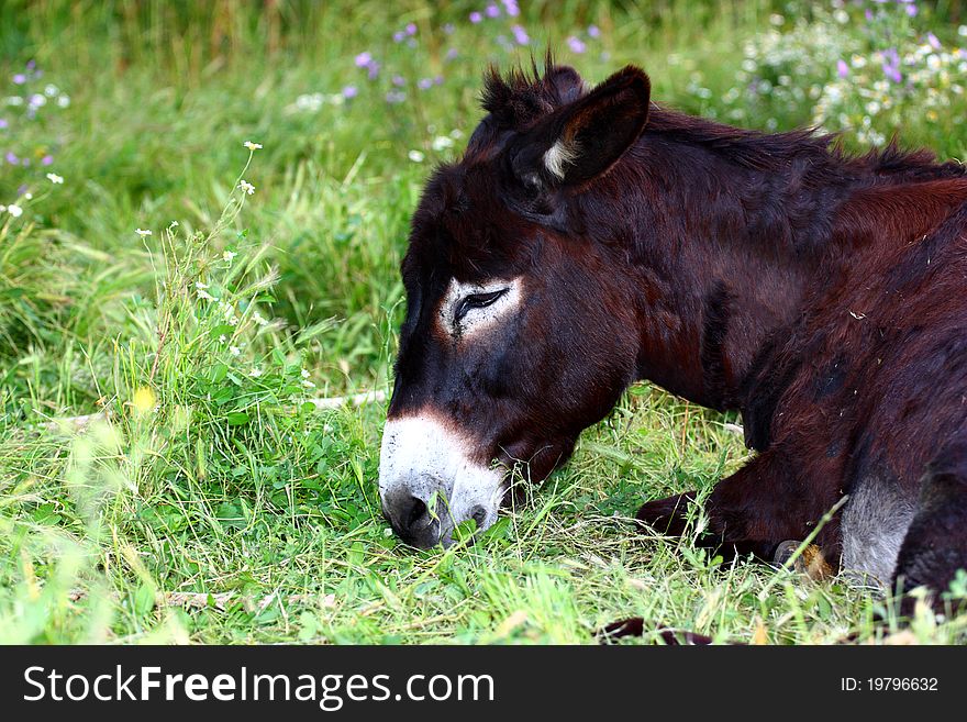 A dark-brown donkey lying  on a meadow close up. A dark-brown donkey lying  on a meadow close up