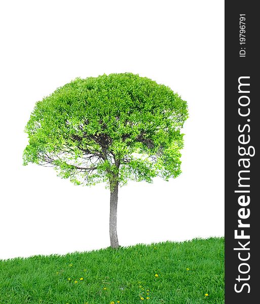 One tree on a green grass meadow. One tree on a green grass meadow