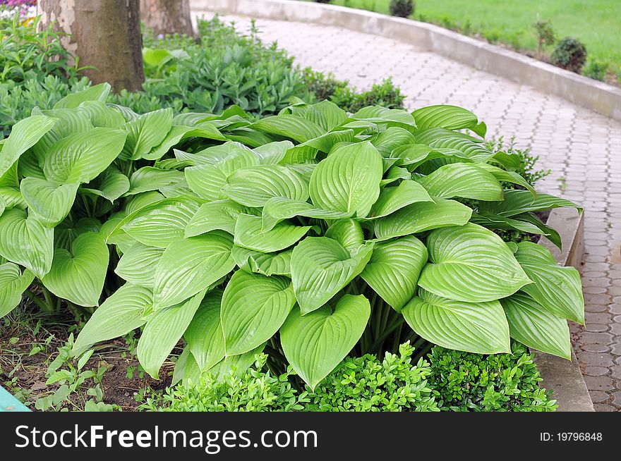 Ornamental plant with the big leaves in a host garden. Ornamental plant with the big leaves in a host garden.