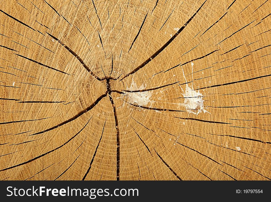 Cross Section Tree Stump with Bird Mess Splatter