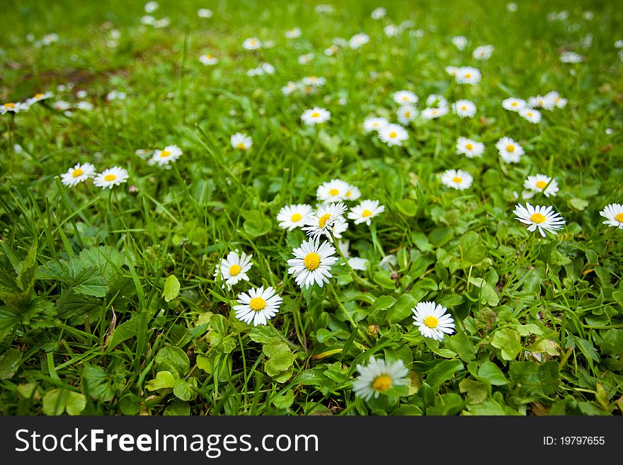 Chamomile flowers on green summer field. Chamomile flowers on green summer field