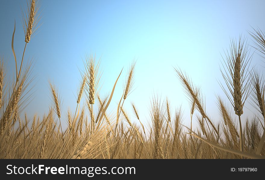 Wheat dry in hot sun of summer background. Wheat dry in hot sun of summer background