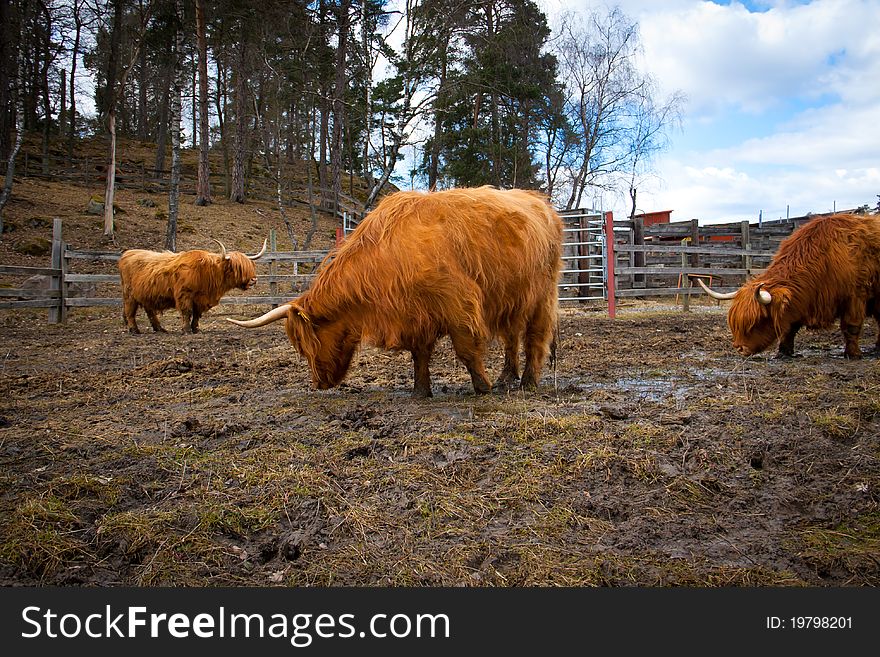 Long horned cows on a farm in Sweden. Long horned cows on a farm in Sweden