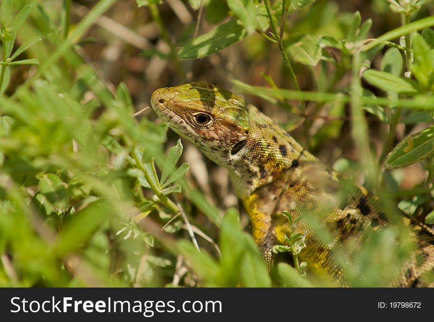 Sand lizard (Lacerta agilis) in the grass