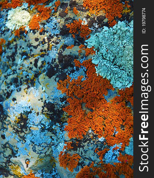 Close up of a lichen covered rock near Flathead Lake in Montana. Close up of a lichen covered rock near Flathead Lake in Montana.
