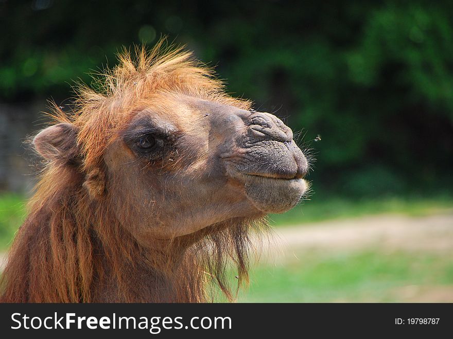 Camel from the zoo looks comfortable in the sun