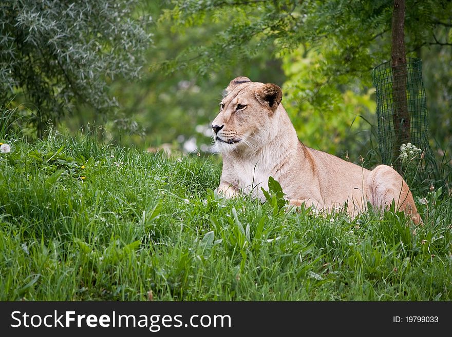 Barbary Lion (Panthera leo leo) sitting on the grass. Barbary Lion (Panthera leo leo) sitting on the grass