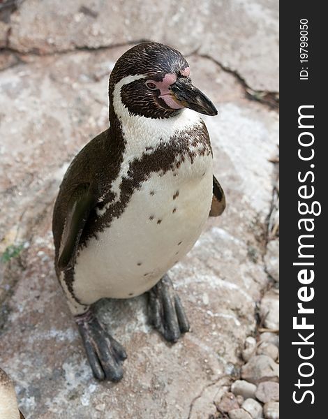 Humboldt Penguin (Spheniscus humboldti) staying on the rock