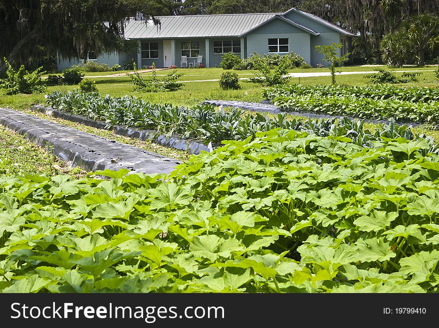 Rows of vegetables with farmhouse in background. Organically-grown crops for local maarket. Locally grown produce. Rows of vegetables with farmhouse in background. Organically-grown crops for local maarket. Locally grown produce.