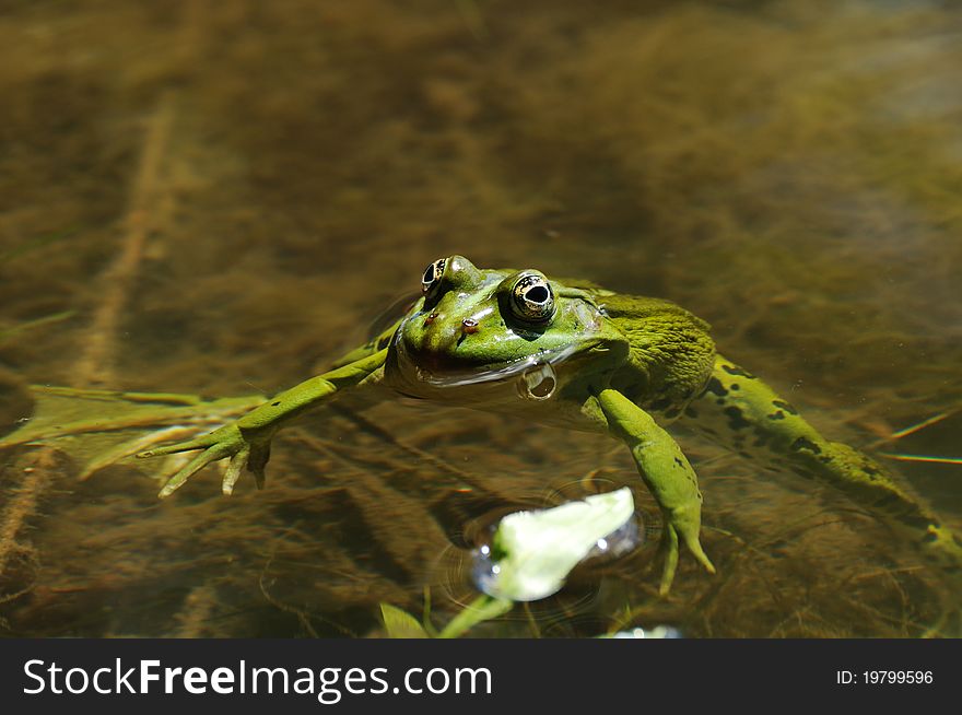 Green frog on water surface
