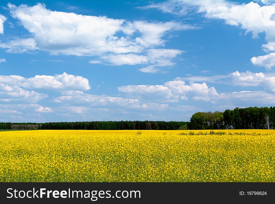 Plantation of flowering rapeseed, surrounded by forest. Plantation of flowering rapeseed, surrounded by forest