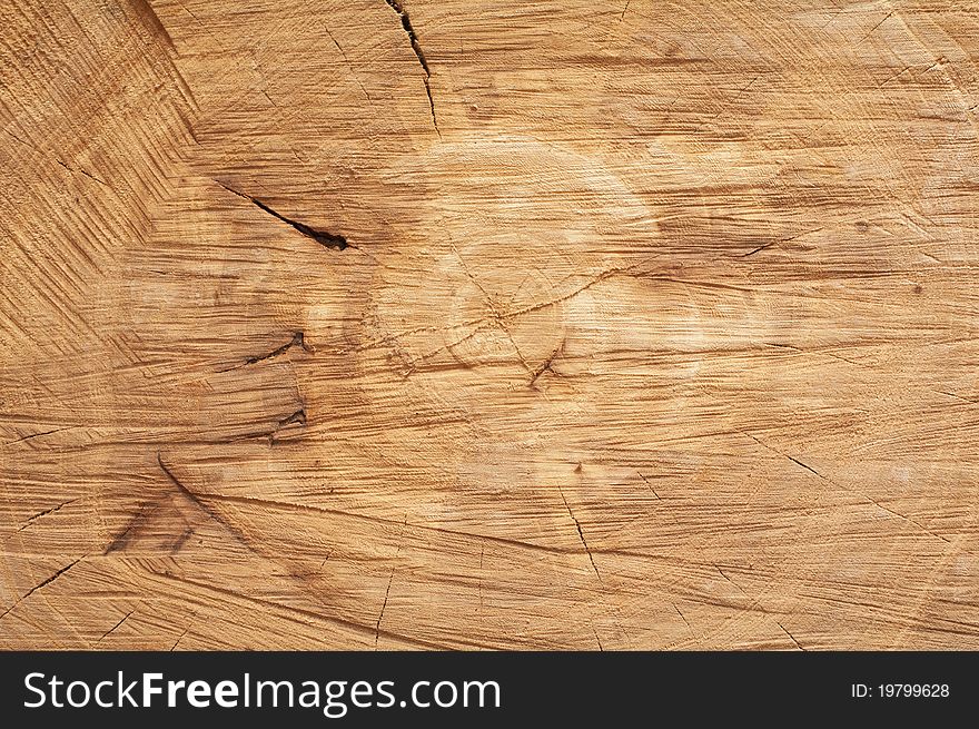 The stump of an old tree felled. The stump of an old tree felled