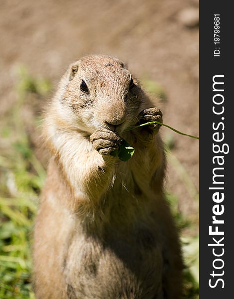 Prairie Dog