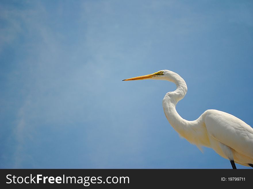 Snowy White Egret against a Blue Sky