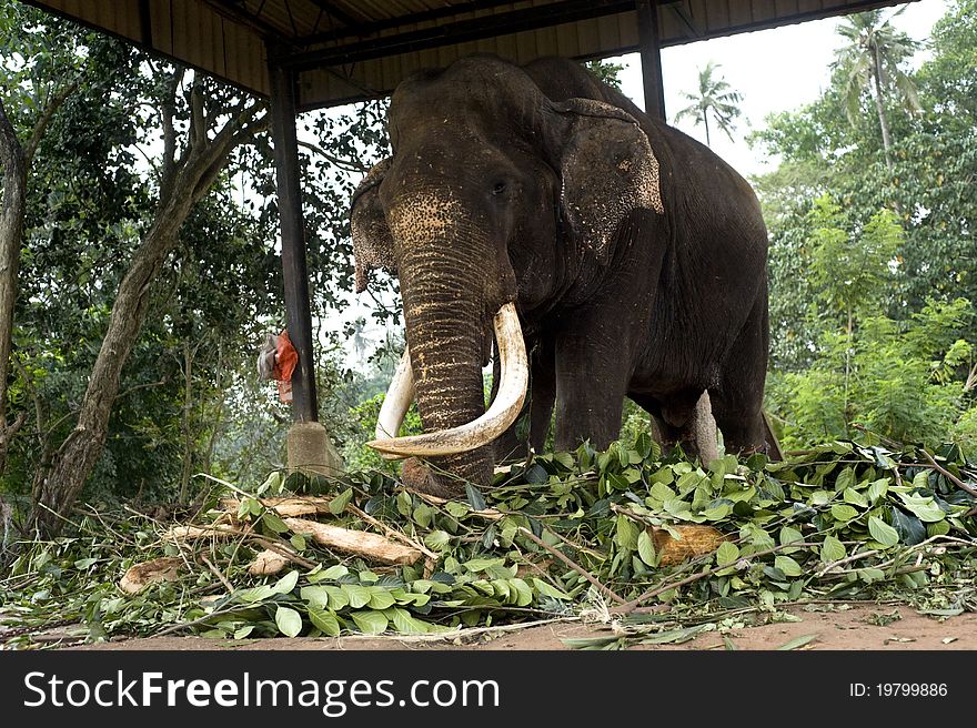 Elephant eating at fence in Pinnawela Elephant orphanage