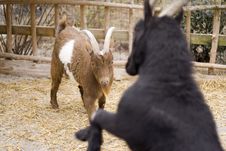 African Goats Doing Battle Stock Image African Goats Doing Battle Stock Image